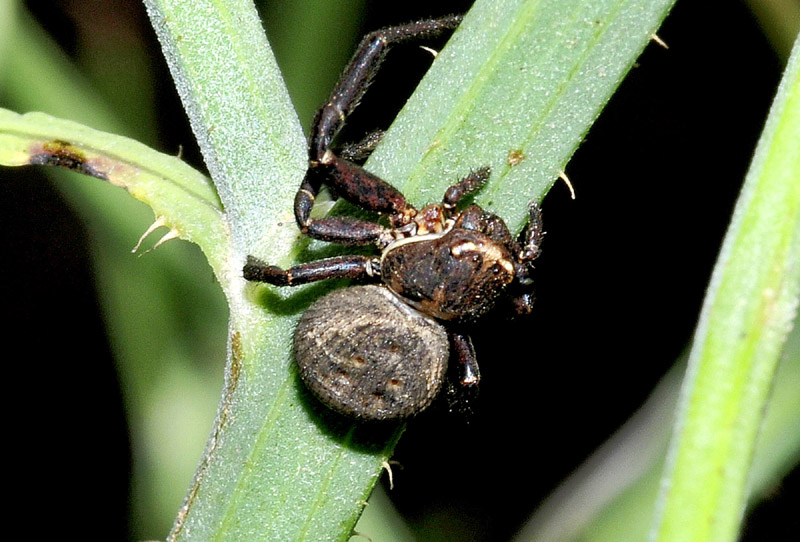 Thomisidae: Xysticus sp.  -  Paradisia (Grecia)